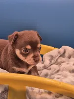 Hershey , a male Chihuahua for sale in Liberty, MS – 6 of 8