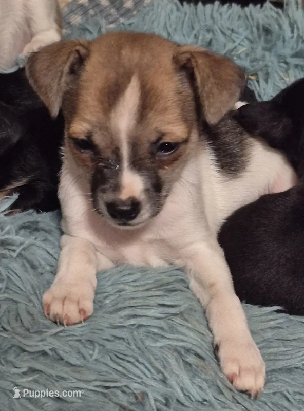 Gypsy  – Chihuahua puppy for sale in Liberty, MS