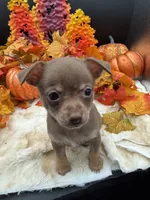 Bear, a male Chihuahua for sale in Liberty, MS – 1 of 6