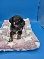 Smokey, a male Chihuahua for sale in Liberty, MS – 4 of 7