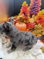 Bluey, a male Chihuahua for sale in Liberty, MS – 5 of 6