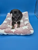 Smokey, a male Chihuahua for sale in Liberty, MS – 7 of 7