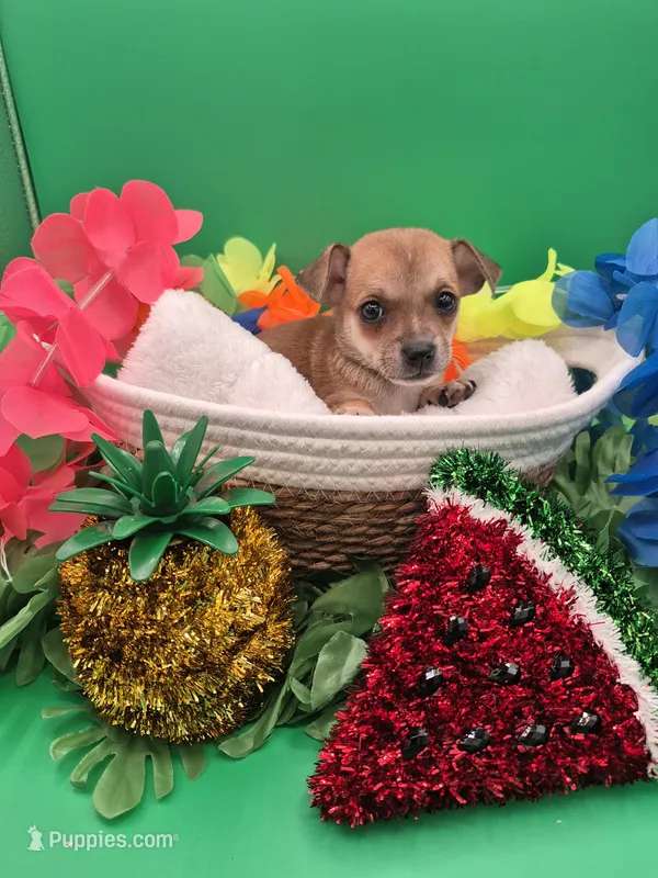 Bell – Chihuahua puppy for sale in Liberty, MS
