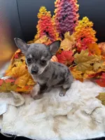 Bluey, a male Chihuahua for sale in Liberty, MS – 3 of 6