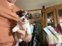 Jo Jo , a male Chihuahua for sale in Liberty, MS – 3 of 4