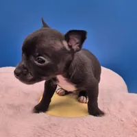 Ozzie , a male Chihuahua for sale in Liberty, MS – 3 of 10