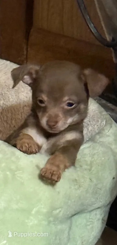 Bear – Chihuahua puppy for sale in Liberty, MS