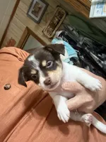 Jo Jo , a male Chihuahua for sale in Liberty, MS – 1 of 4