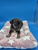 Smokey, a male Chihuahua for sale in Liberty, MS – 2 of 7