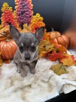 Bluey, a male Chihuahua for sale in Liberty, MS – 4 of 6