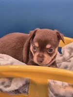Hershey , a male Chihuahua for sale in Liberty, MS – 4 of 8