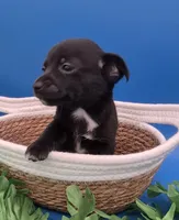 Chase , a male Chihuahua for sale in Liberty, MS – 5 of 10