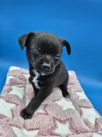 Black Jack, a male Chihuahua for sale in Liberty, MS – 3 of 8