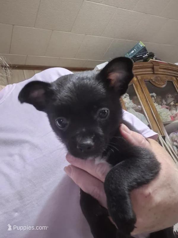 Black Jack – Chihuahua puppy for sale in Liberty, MS