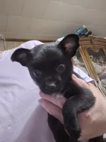 Black Jack, a male Chihuahua for sale in Liberty, MS – 1 of 10