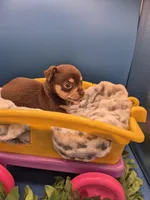 Hershey , a male Chihuahua for sale in Liberty, MS – 7 of 8