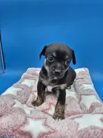Smokey, a male Chihuahua for sale in Liberty, MS – 3 of 7