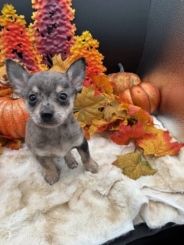 Bluey – Chihuahua puppy for sale in Liberty, MS