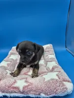 Smokey, a male Chihuahua for sale in Liberty, MS – 5 of 7