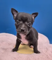 Ozzie , a male Chihuahua for sale in Liberty, MS – 4 of 10