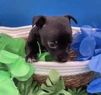 Chase , a male Chihuahua for sale in Liberty, MS – 4 of 10