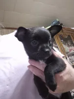 Black Jack, a male Chihuahua for sale in Liberty, MS – 10 of 10