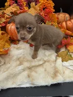 Bear, a male Chihuahua for sale in Liberty, MS – 4 of 6