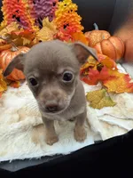Bear, a male Chihuahua for sale in Liberty, MS – 3 of 6