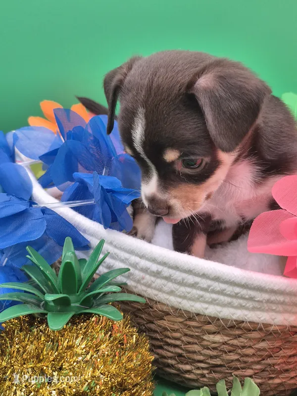 Rouger  – Chihuahua puppy for sale in Liberty, MS