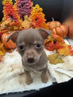 Bear, a male Chihuahua for sale in Liberty, MS – 6 of 6