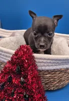 Ozzie , a male Chihuahua for sale in Liberty, MS – 10 of 10