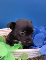 Chase , a male Chihuahua for sale in Liberty, MS – 3 of 10