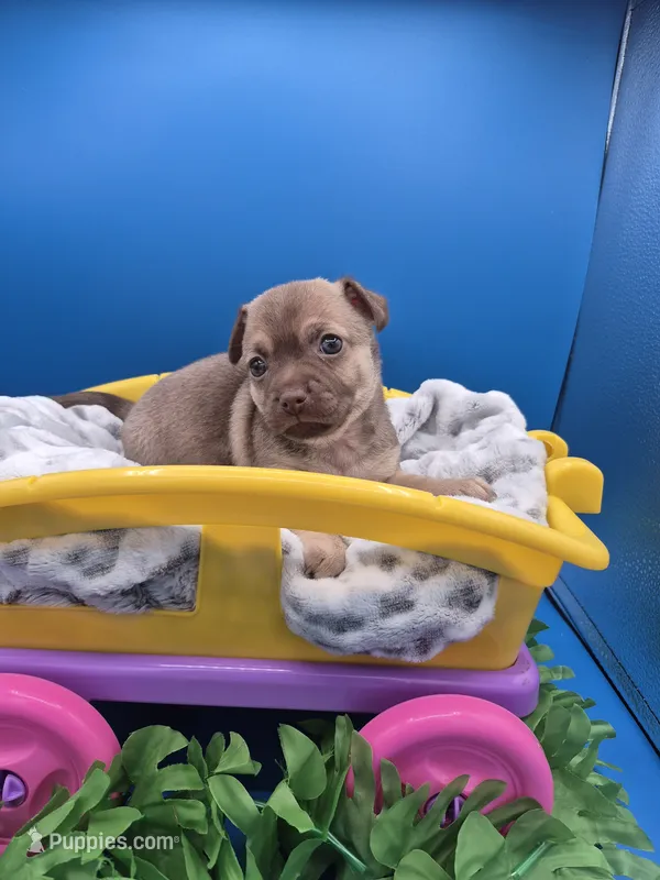 Pete – Chihuahua puppy for sale in Liberty, MS