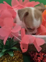 Lilly , a female Chihuahua for sale in Liberty, MS – 5 of 9