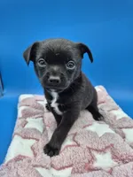 Black Jack, a male Chihuahua for sale in Liberty, MS – 4 of 8