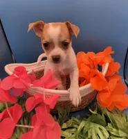 Lilly , a female Chihuahua for sale in Liberty, MS – 2 of 9