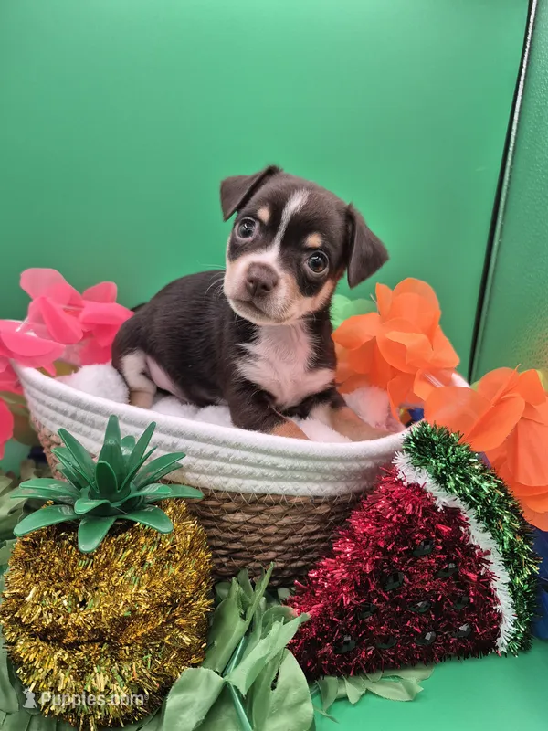 Rouger  – Chihuahua puppy for sale in Liberty, MS