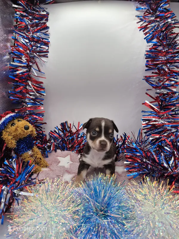 Rouger  – Chihuahua puppy for sale in Liberty, MS