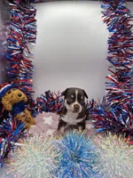Rouger , a male Chihuahua for sale in Liberty, MS – 1 of 2
