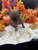 Baby, a male Chihuahua for sale in Liberty, MS – 5 of 7