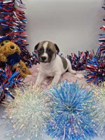 Gypsy , a female Chihuahua for sale in Liberty, MS – 1 of 1