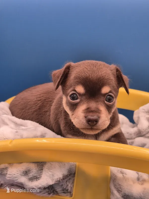 Hershey  – Chihuahua puppy for sale in Liberty, MS