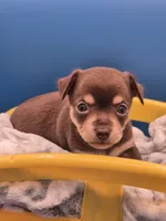 Hershey , a male Chihuahua for sale in Liberty, MS – 1 of 8