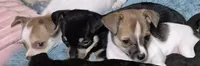 Lilly , a female Chihuahua for sale in Liberty, MS – 4 of 9