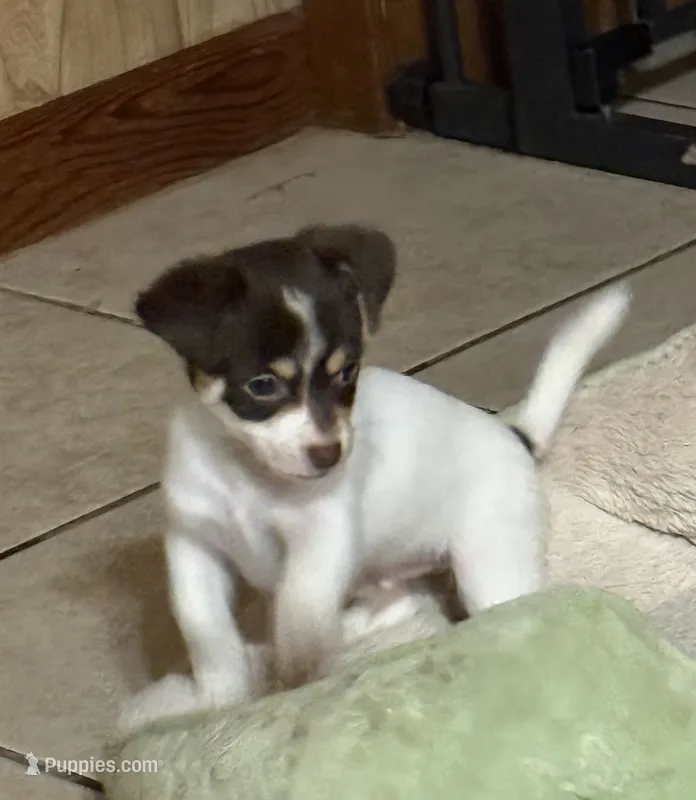 Jo Jo  – Chihuahua puppy for sale in Liberty, MS