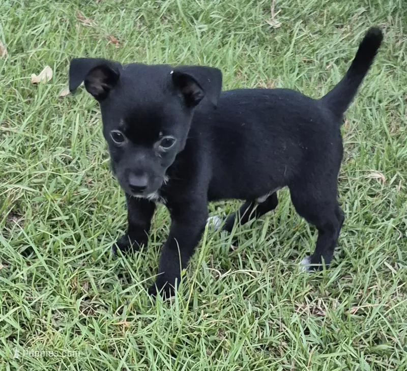 Chase  – Chihuahua puppy on hold in Liberty, MS