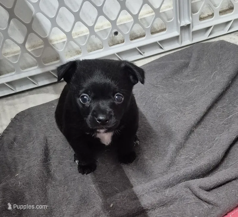 Black Jack – Chihuahua puppy for sale in Liberty, MS