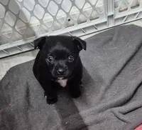 Black Jack, a male Chihuahua for sale in Liberty, MS – 1 of 8