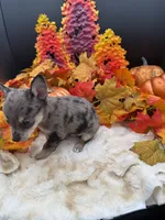 Bluey, a male Chihuahua for sale in Liberty, MS – 6 of 6