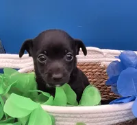 Chase , a male Chihuahua for sale in Liberty, MS – 2 of 10